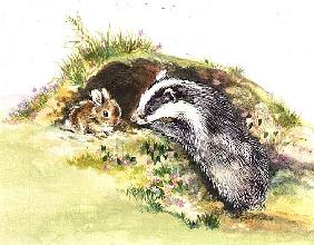 Badger and a Rabbit 