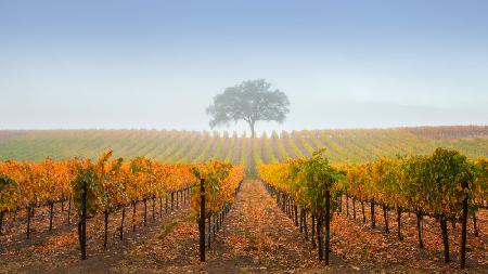 A tree in a vineyard