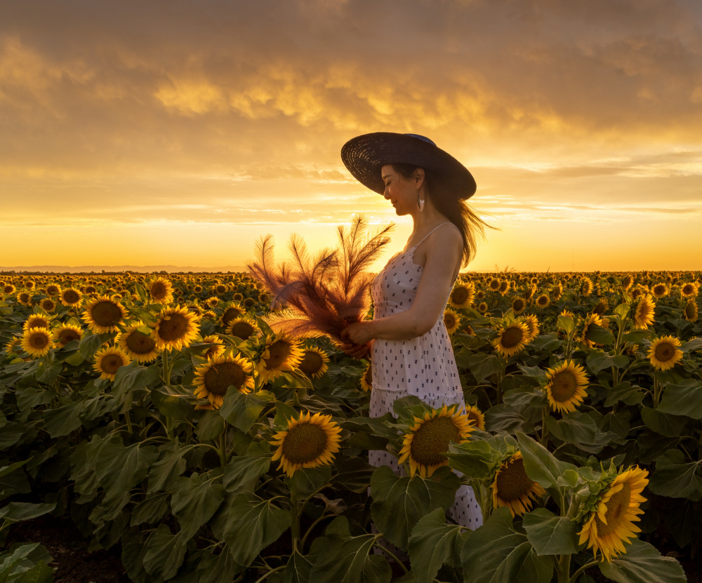 In Sunflower Field à Dianne Mao