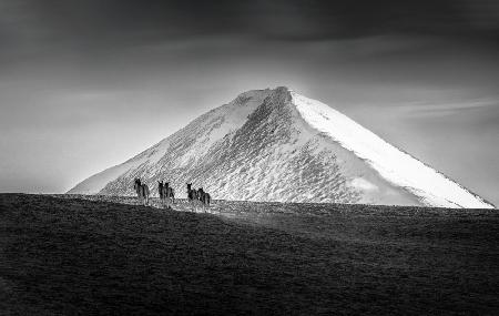 Tibetan Wild Donkeys in Himalaya Mountains