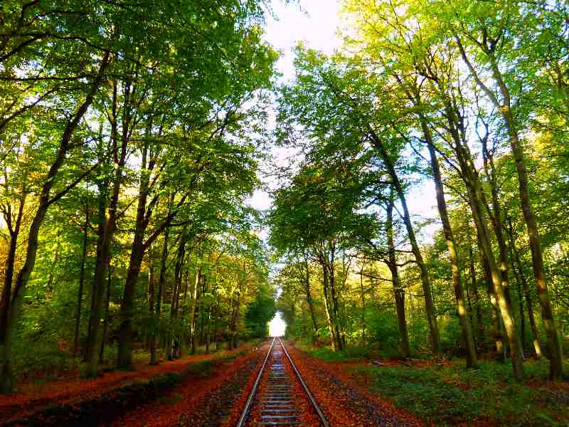 Museumseisenbahn durch den Wald von Hage à Christophe Didillon
