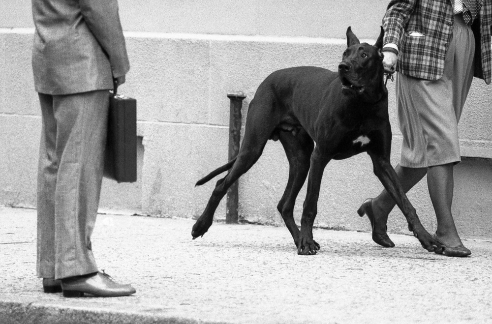 Great dane bodyguard (from the series &quot;Boy meets girl&quot;) à Dieter Matthes