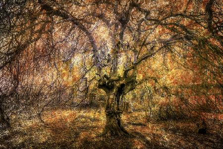 Abstraction Weeping Beech