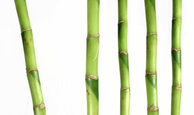Bambus à Dietrich Pietsch