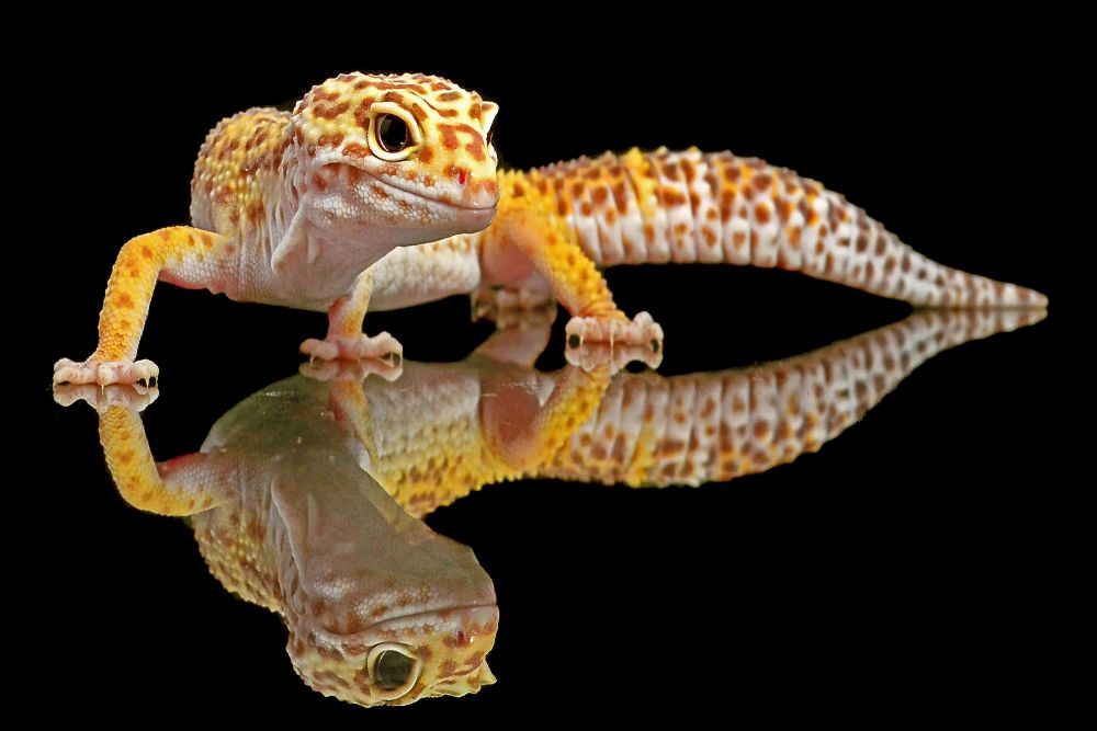 Leopard Gecko à Dikky Oesin