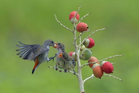 Female scarlet-headed flowerpecker bring food to their chicks