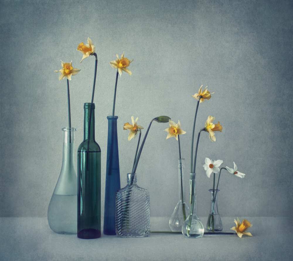 Daffodils à Dimitar Lazarov