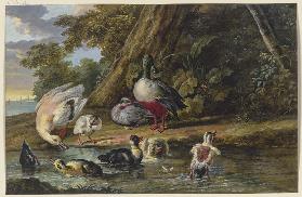 Zwei Enten mit ihren Jungen am Wasser