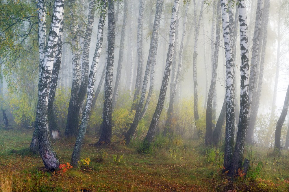 Autumn fogs à Dmitry Doronin