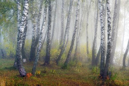 Autumn fogs