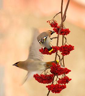 Waxwings