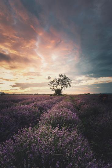 Lavender sunrise