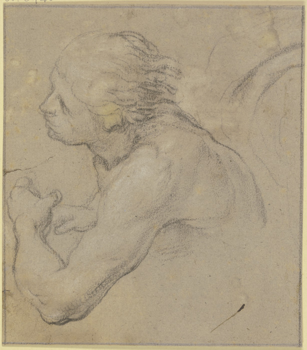 Kopf und Oberkörper eines Jünglings nach links à Domenico Beccafumi