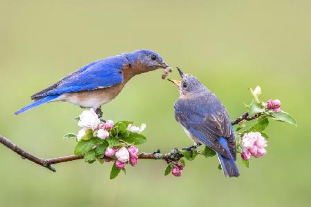 Bluebirds Love