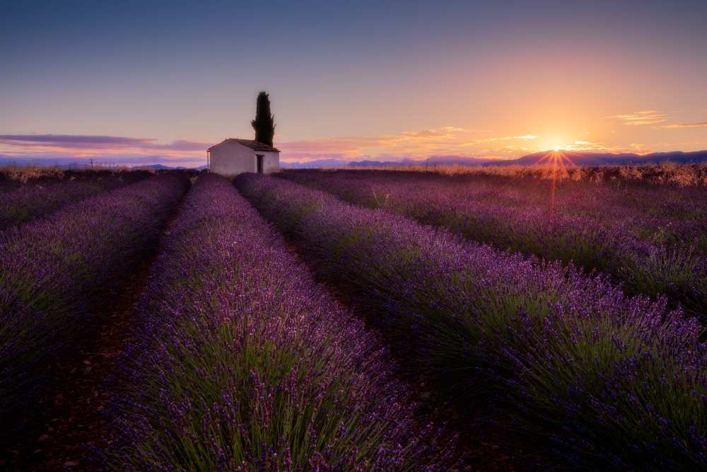 Provence Lavender à Donald Luo