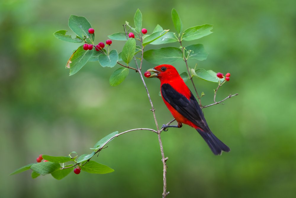 Scarlet Tanager à Donald Luo