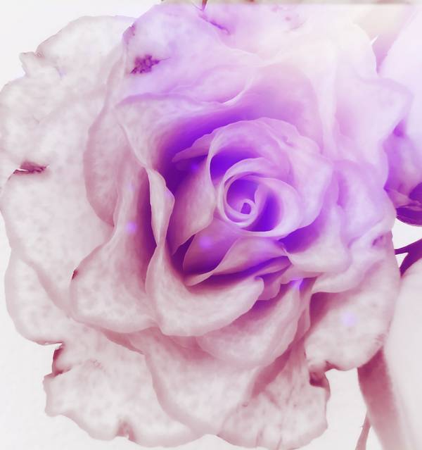 Die Rose! Königin der Blumen in voller Blüte à Doris Beckmann