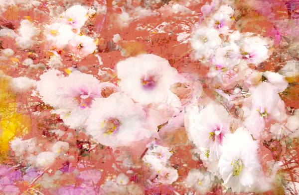 Kirschblüten à Doris Beckmann