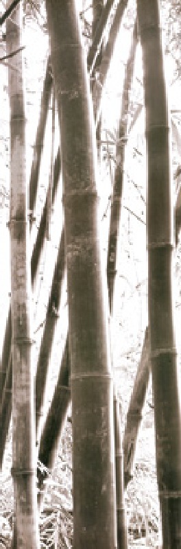 Bamboo Grove IV à Douglas Yan