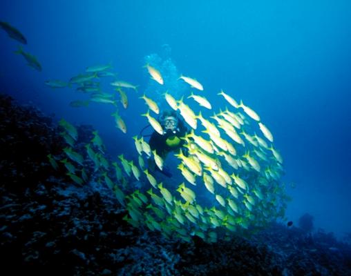 Taucherin im Fischschwarm à Dr. Harald Krebs