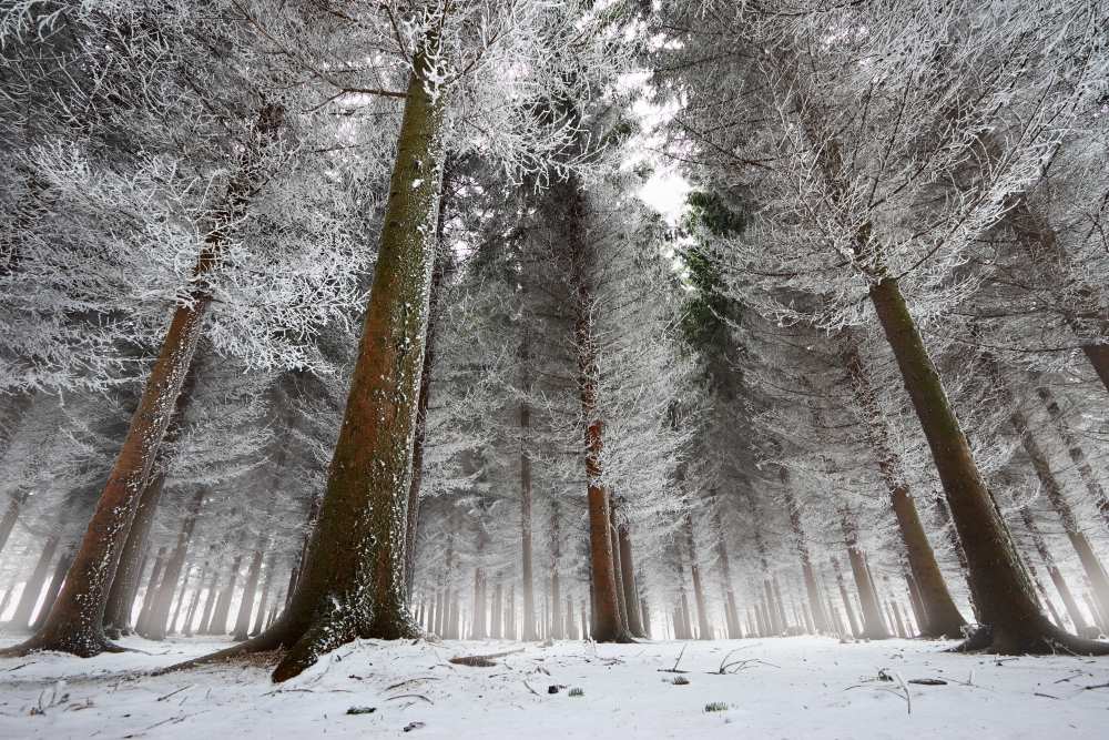 morning in the forest à Dragisa Petrovic