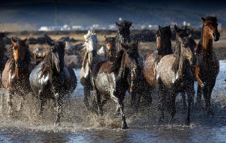 horses