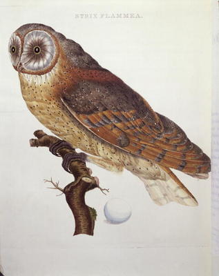 Barn Owl (Strix Flammea) 1796 (coloured engraving) à École Hollandaise, (18ème siècle)