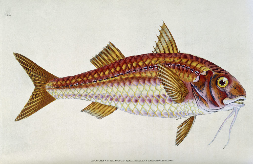 Red Mullet, Pl.12 from "The Natural History of British Fishes", pub. à E. Donovan & F. & C. Rivington