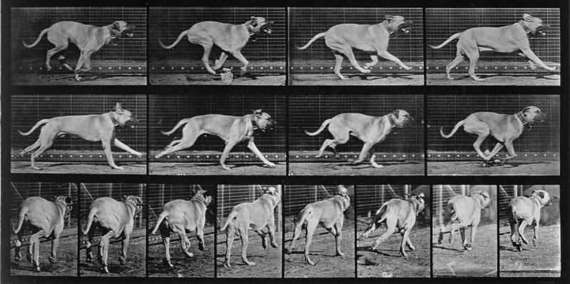 Running Dog, plate 707 from ''Animal Locomotion'', 1887 (b/w photo)  à Eadweard Muybridge