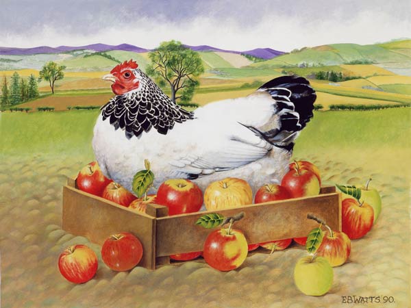 Hen in a Box of Apples, 1990 (acrylic)  à E.B.  Watts