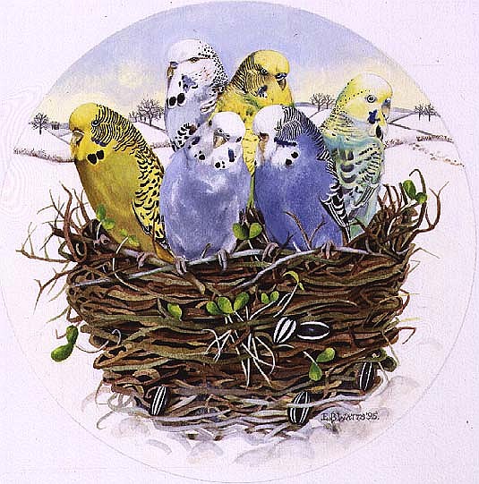 Budgerigars in a Nest, 1995 (acrylic)  à E.B.  Watts