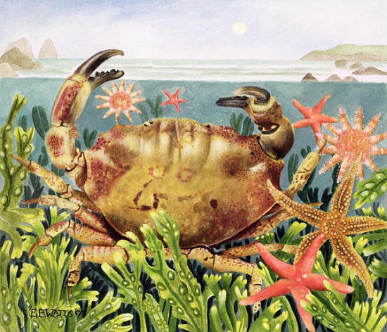 Furrowed Crab with Starfish Underwater, 1997 (acrylic on paper)  à E.B.  Watts