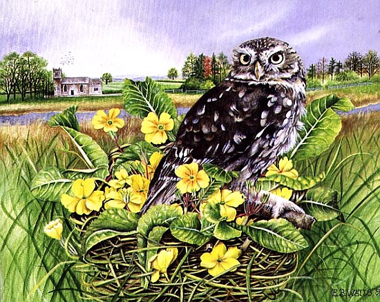 Owl in Grass Nest with Primulas à E.B.  Watts