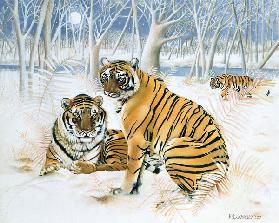 Tigers in the Snow