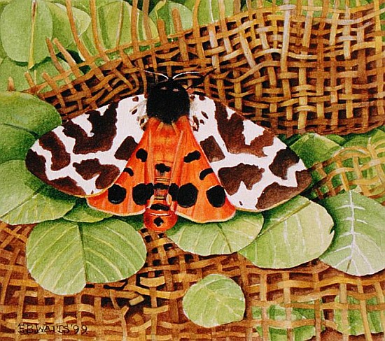 Tiger Moth, 1999 (acrylic on paper)  à E.B.  Watts