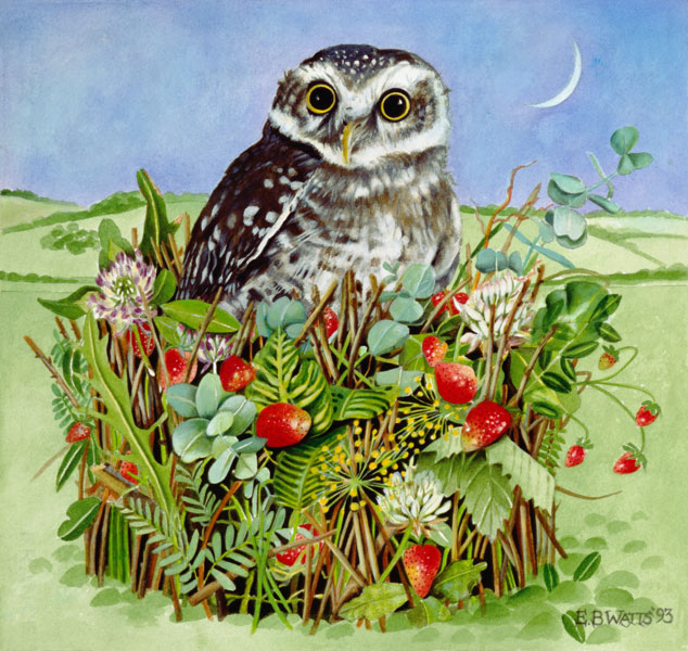 Owl in a Woodland Basket, 1993 (acrylic)  à E.B.  Watts