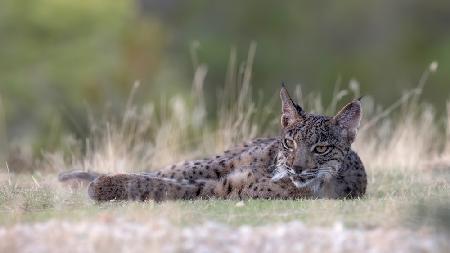 Young Iberian Lynx