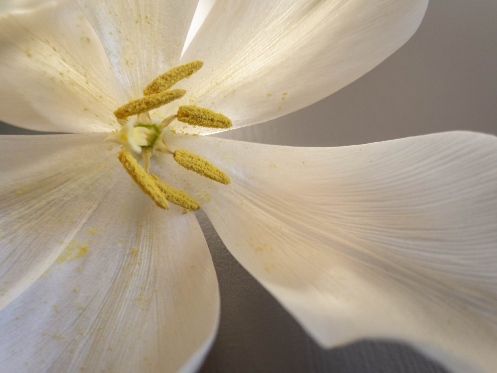 White tulip à Edita Brus