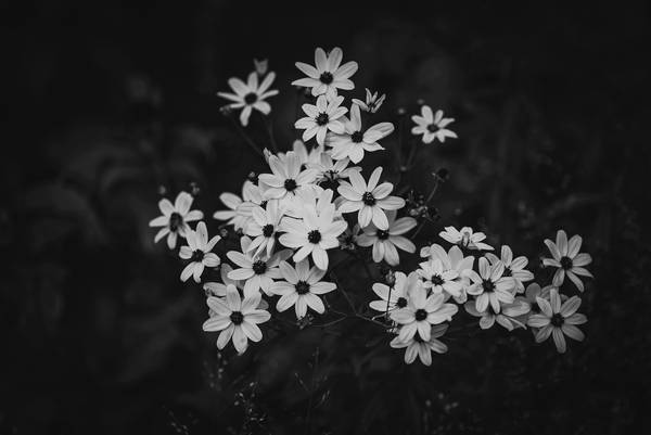 Blüten in schwarz-weiss à Edith Nero