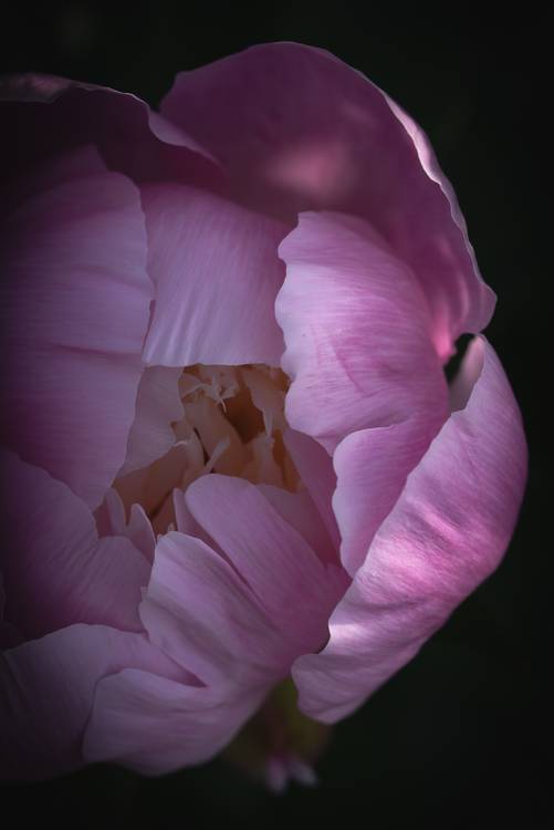 Blütenkopf einer Rose à Edith Nero