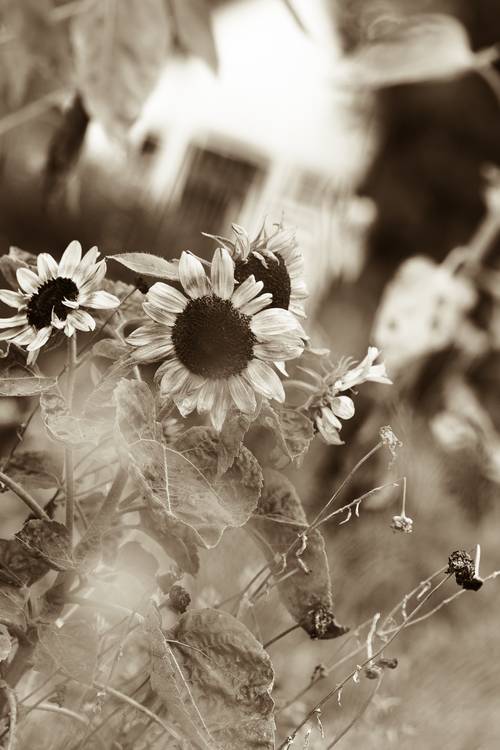 Sonnenblumen im Garten à Edith Nero