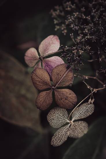 Blüten der Tellerhortensie