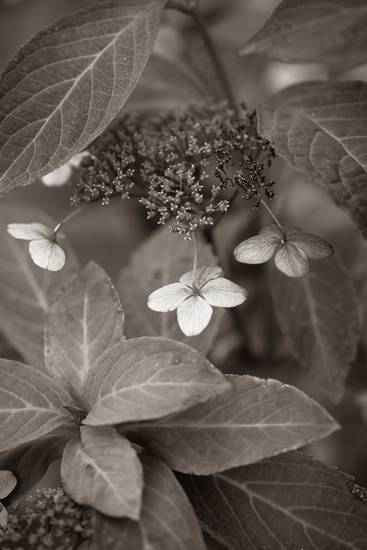 Hydrangeablüten