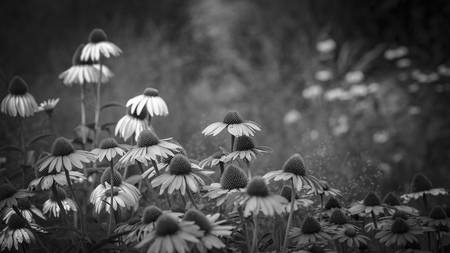 Sonnenhutblüten 