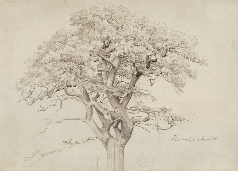 Treetop à Edmund Friedrich Kanoldt