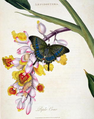 15:Butterfly: Papilo Crino pub. by the artist, 1798 à Edward Donovan