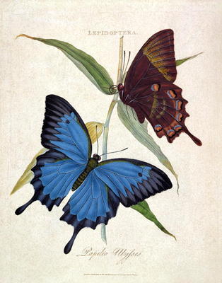Butterfly: Papilo Ulysses, pub. by the artist, 1800 (engraving) à Edward Donovan