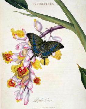 15:Butterfly: Papilo Crino pub. by the artist, 1798