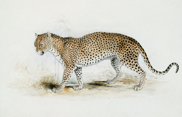 The Leopard à Edward Lear