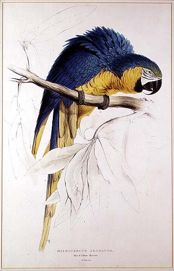 Blue and yellow Macaw à Edward Lear